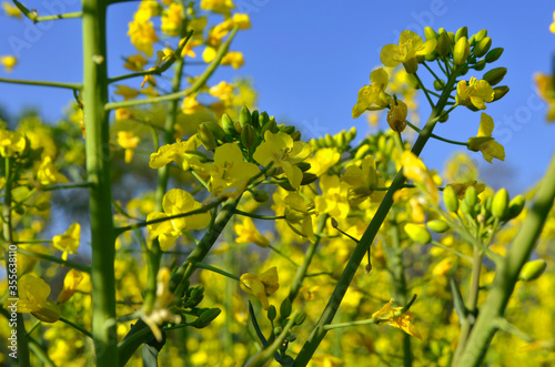 Yellow blooming flower heads with buds in canola fields against a light blue sky with a selective focus