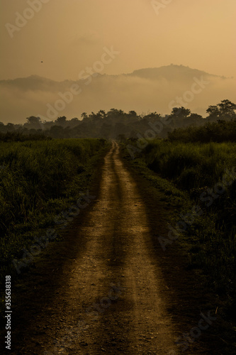 Fototapeta Naklejka Na Ścianę i Meble -  Dirt road surrounded by trees and grassland in Kaziranga National Park, India.
