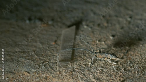 The barbel beetle moves its long antennae and scares the enemy. Bark beetle. Cerambycidae