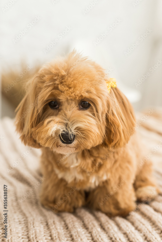 Fluffy toy poodle sit on bed with brown cover Fluffy toy poodle sit on bed with brown cover