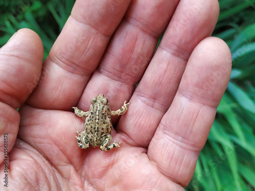Natterjack toad. Epidalea calamita, former Bufo calamita. photo