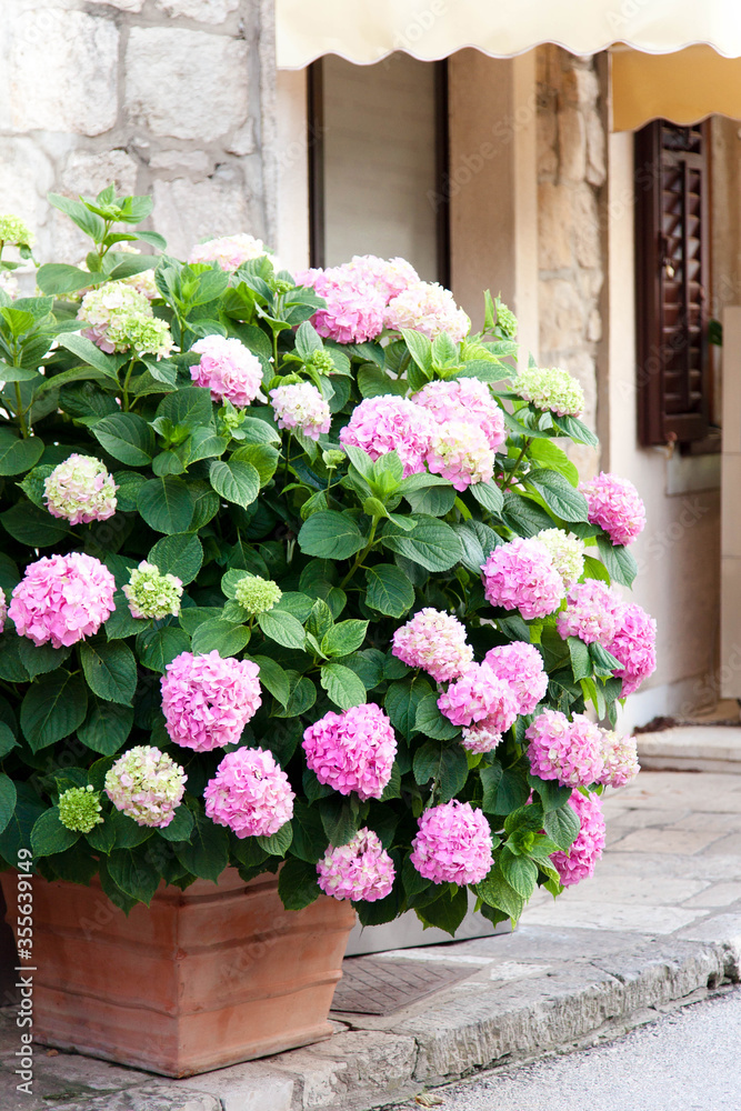 Bush of hydrangea in flower pot at town street. Flowerbed by cafe or store. Pink, lilac, purple flowers blooming in summer and spring.