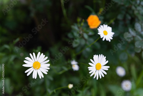 Field of chamomile flowers close-up. Daisies on a background of greenery. 