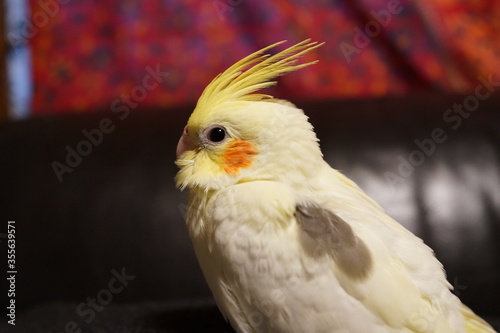 オカメインコ　小鳥　パイド　可愛い　ペット