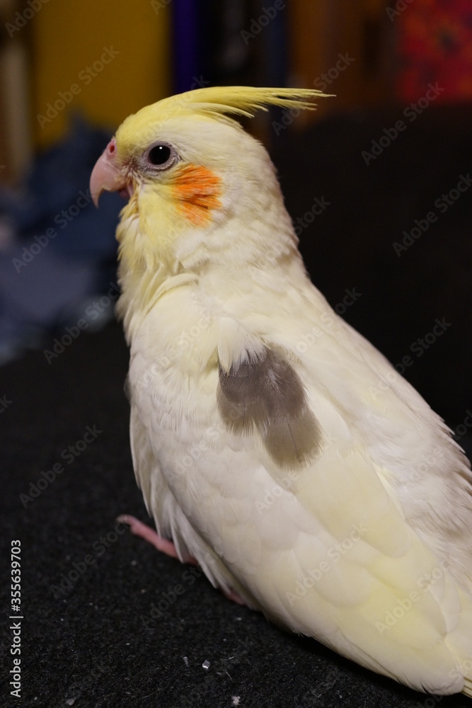 Naklejka premium オカメインコ 小鳥 パイド 可愛い ペット