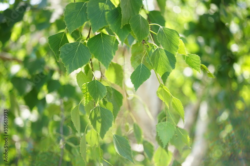 Cuadro en lienzo Young birch tree leaves on the branches closeup in spring garden.
