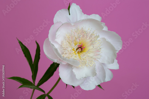 White peony flower with soft yellow stamens of pink peony isolated on a pink background.