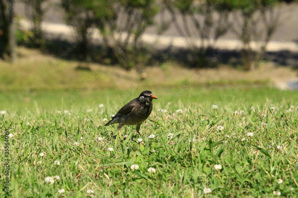 Fototapeta premium 地上で遊ぶムクドリ 地上で遊ぶ椋鳥 地上で遊ぶむく鳥