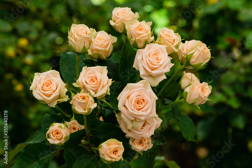 cream rose on a background of blur green leaves background