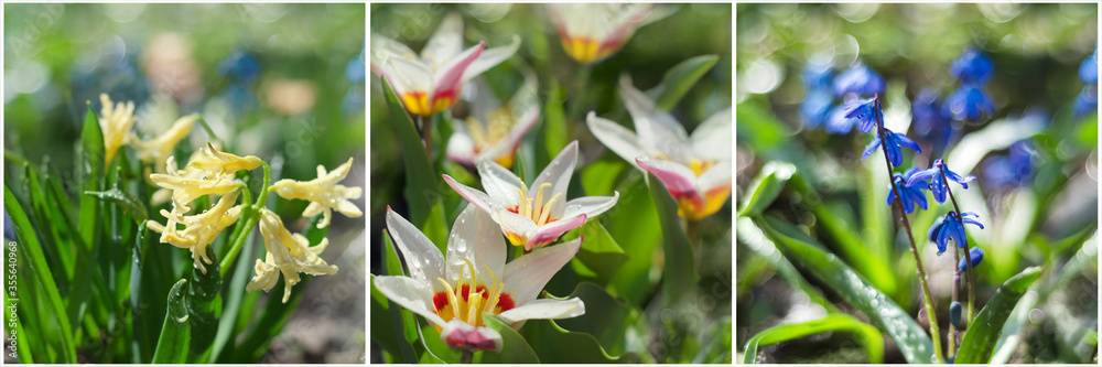 Obraz premium Colorful flower collage of three macro images of spring flowers. Soft selective focus