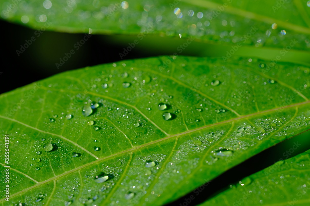 dew drops on cassava leaves. Dewdrops are in the morning. when the sun is shining the dew particles evaporate.dewdrops that are exposed to sunlight appear to glow. Cassava leaves are edible leaves. dew drops on cassava leaves. Dewdrops are in the morning. when the sun is shining the dew particles evaporate.dewdrops that are exposed to sunlight appear to glow. Cassava leaves are edible leaves.