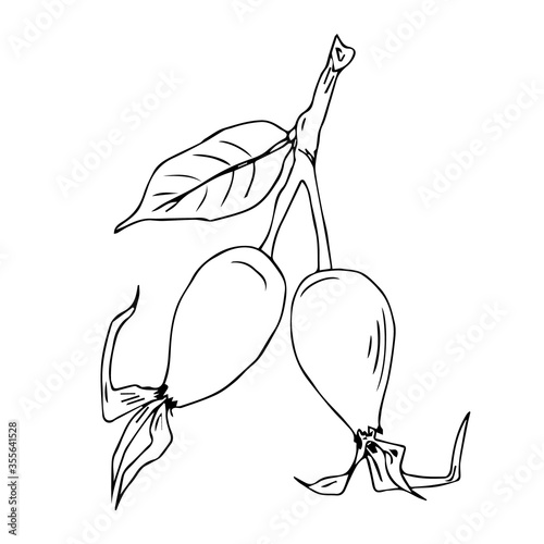 Rosehip berries - immune system activator, natural medicine, source of vitamin C - herbal tea ingredient - vector illustration. Design for print recipe, menu, fabric, decoration packaging herbs or tea
