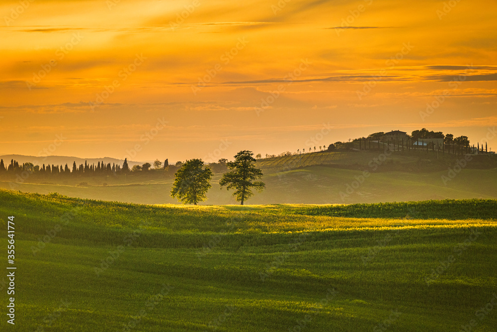 Landscape with a cypresses at sunset in Val d'Orcia region of Tuscany, Italy.