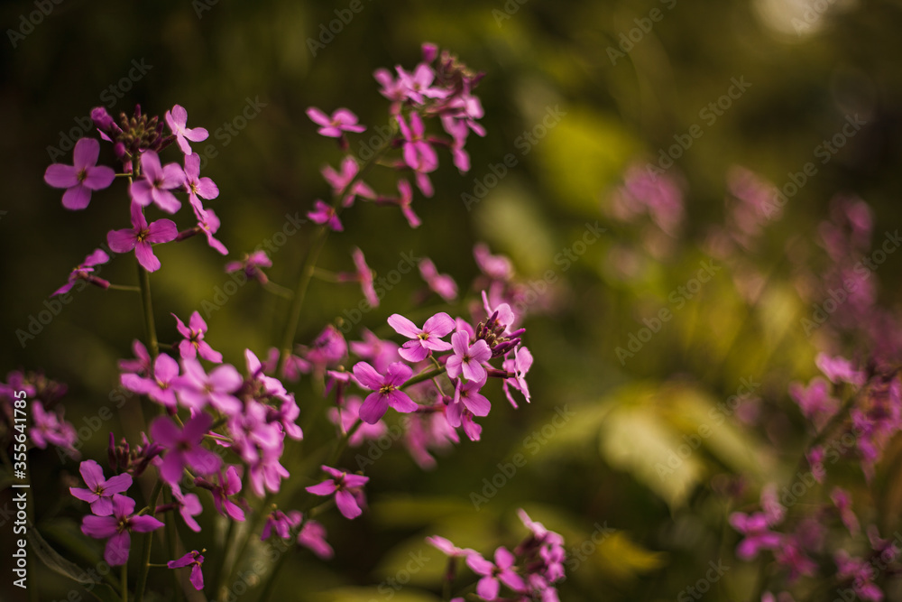 Fototapeta premium Beautiful lilac flowers. Spring blossom. Purple lilac flower on the bush. Summer time. Background