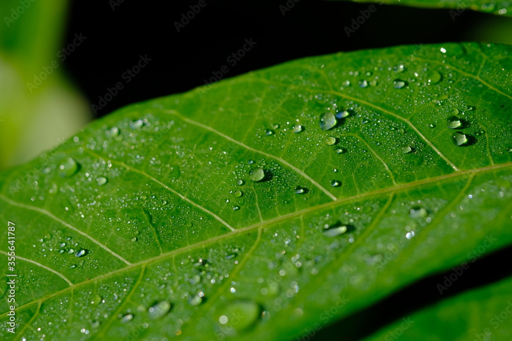 dew drops on cassava leaves. Dewdrops are in the morning. when the sun is shining the dew particles evaporate.dewdrops that are exposed to sunlight appear to glow. Cassava leaves are edible leaves. dew drops on cassava leaves. Dewdrops are in the morning. when the sun is shining the dew particles evaporate.dewdrops that are exposed to sunlight appear to glow. Cassava leaves are edible leaves.