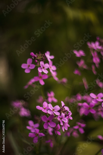 Beautiful lilac flowers. Spring blossom.  Purple lilac flower on the bush. Summer time. Background