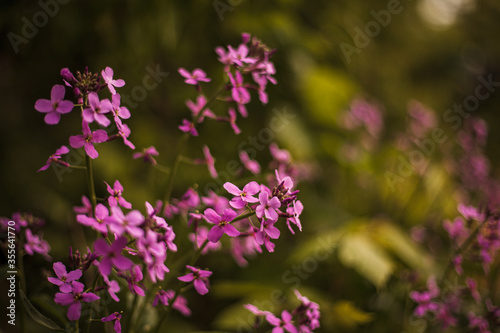 Beautiful lilac flowers. Spring blossom.  Purple lilac flower on the bush. Summer time. Background