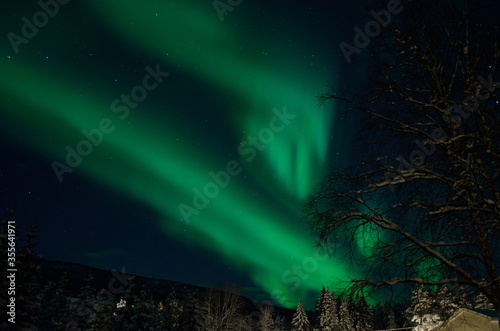 strong majestic aurora borealis, northern light on sky with trees