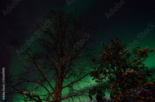 strong majestic aurora borealis  northern light on sky with trees