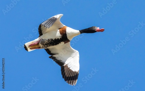 Volpoca - Common shelduck (Tadorna tadorna) photo