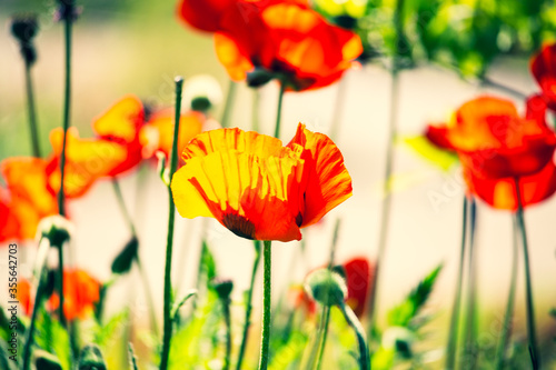 Poppies in spring  blue sky