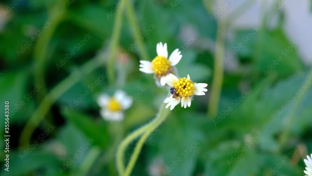 Spring flowering tree with white flowers and bees. bee collects pollen from yellow flower. 4k video. Spring flowering tree with white flowers and bees. bee collects pollen from yellow flower. 4k video.