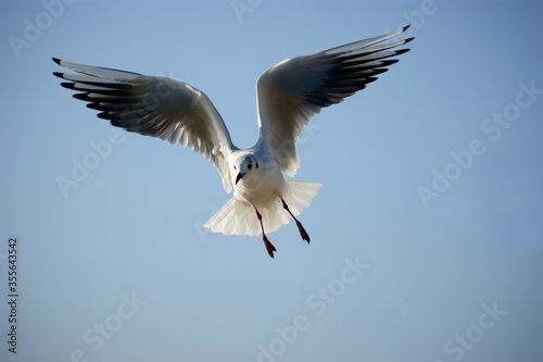 flying seagull © hyeri
