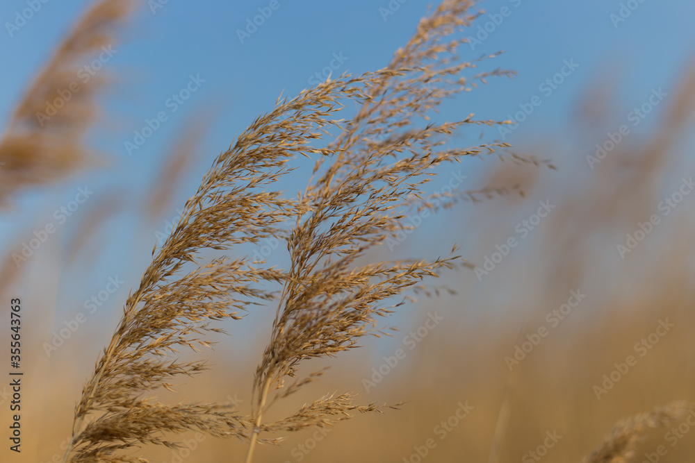 Obraz premium Dry reed and bright blue sky. Reed grass pumped by the wind, natural background.