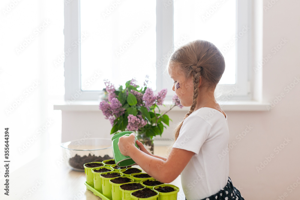 Little girl in a white T-shirt plants pea seeds in green pots, a child cares for plants, a home garden on the window