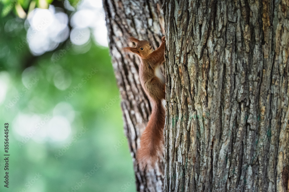 Portrait of squirrel on a tree
