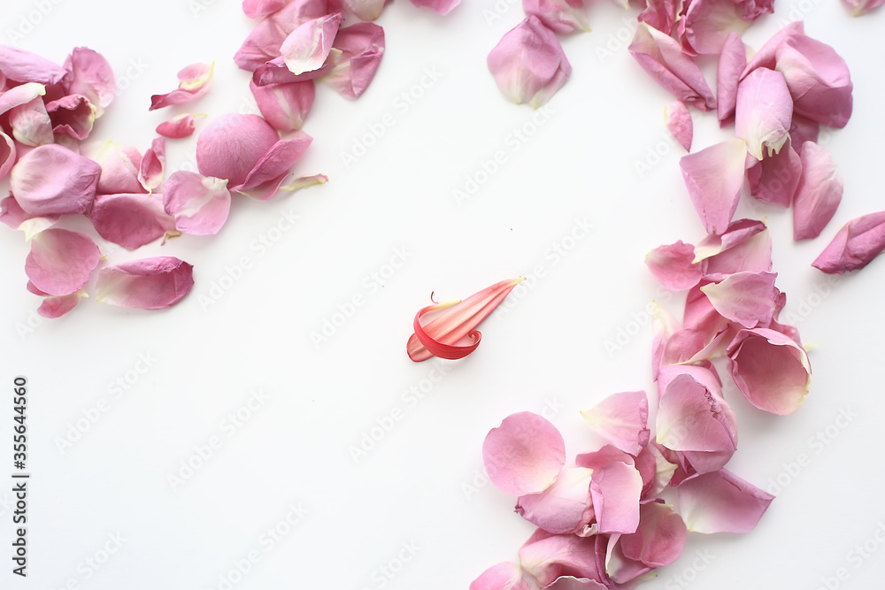 Obraz premium pink and red petals background / abstract aroma background, spa pink petals