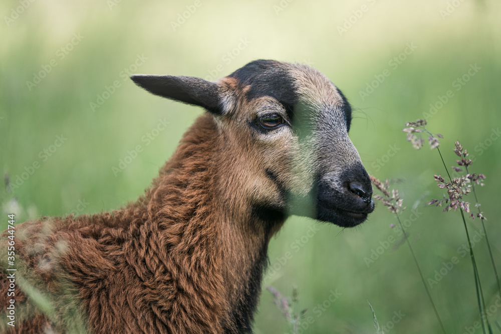 Close-up portrait of brown cameroon sheep baby 
