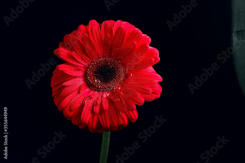 red gerbera flower   red beautiful summer flower  aroma smell concept