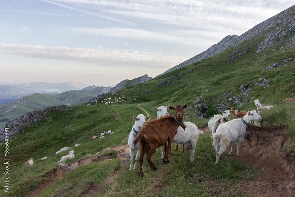 Goats in Aizkorri mountain in the Basque Country (Spain)