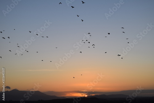 Traumhafter Sonnenuntergang mit Vogelscharm