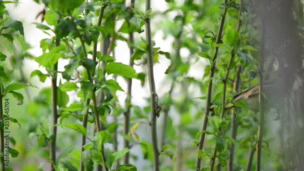 Sparrow eating seeds on a tree.
Sparrows eating natural things, not human food.
The pecking figure is cute. Sparrow eating seeds on a tree.
Sparrows eating natural things, not human food.
The pecking figure is cute.