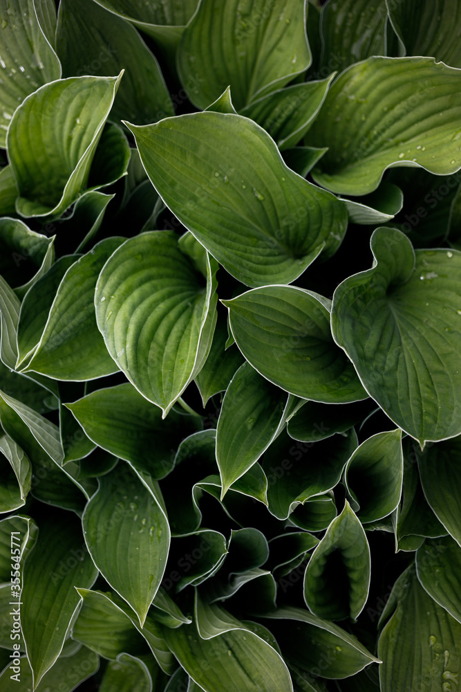 Fototapeta premium Hosta
