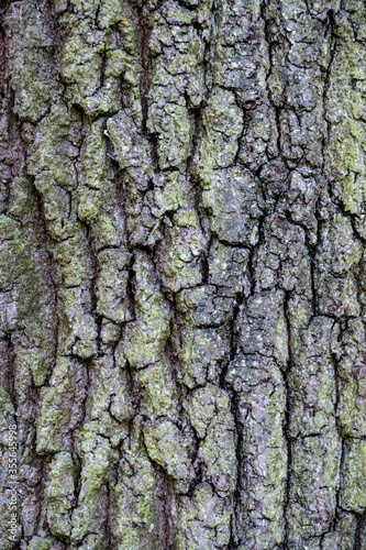 Close-up of oak tree bark