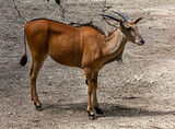 Common eland female antelope in the enclosure. Latin name - Taurotragus oryx