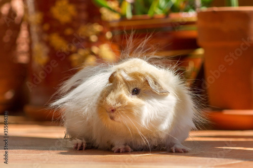 Long hair peruvian guinea pig white and gold with terracota plant pots in the background.