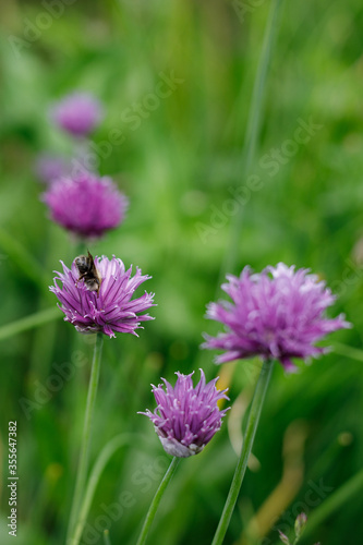 pink flower