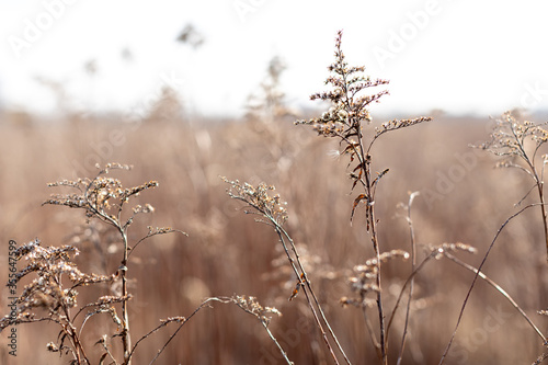 dried meadow