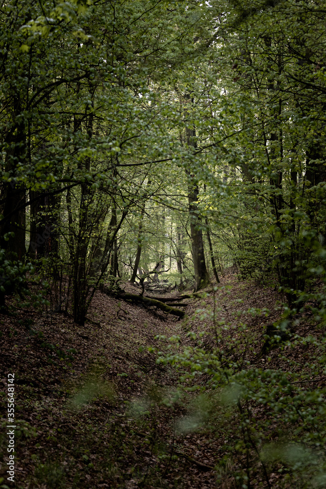 Fototapeta premium wilderness