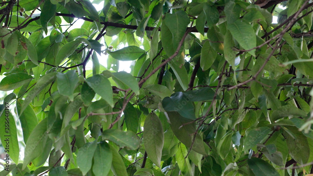 Fototapeta premium guava leaf