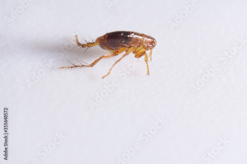 Super macro close up of brown, amber colored flea, Siphonaptera. It survives as external bloodsucking parasite of mammals and birds.  photo