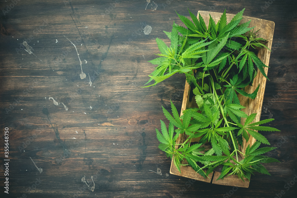 Cannabis leaves on dirty wooden table background with copy space. Herbal medicine. Cannabis leaves on dirty wooden table background with copy space. Herbal medicine.