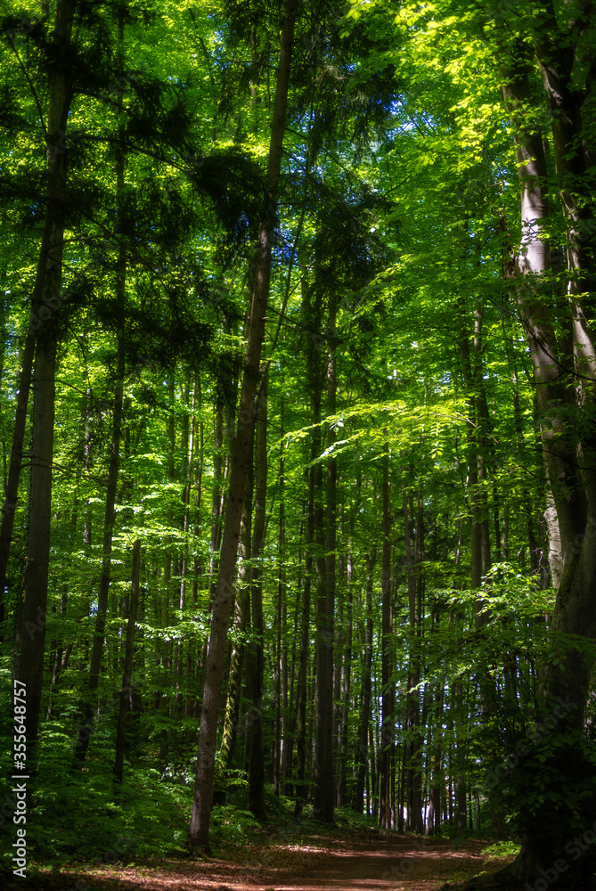 Wald - Details Wald - Details