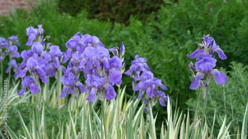Close up of light blue Iris flowers gently moving in a spring breeze Close up of light blue Iris flowers gently moving in a spring breeze