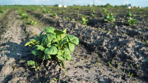 Potato plants on the agricultural field in Ukraine