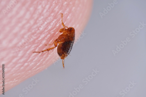 Super macro close up of brown, amber colored flea, Siphonaptera on human skin. It survives as external bloodsucking parasite of mammals and birds. 